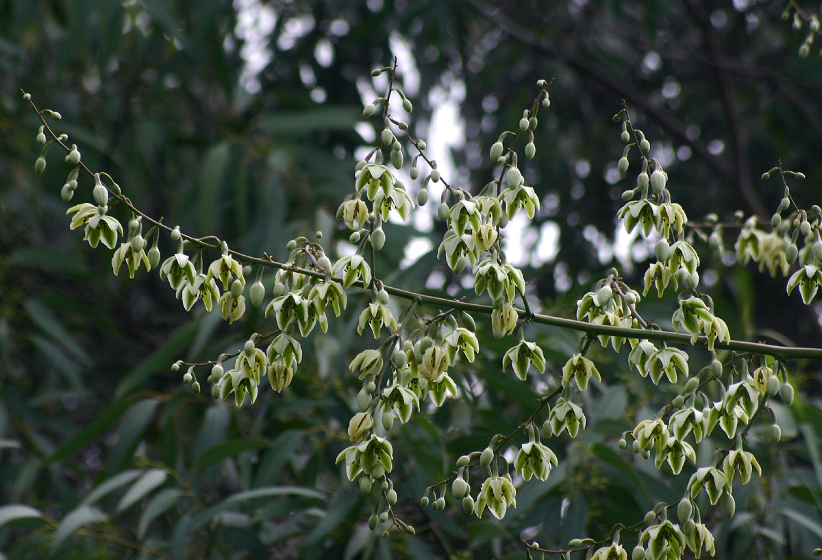 Furcraea foetida