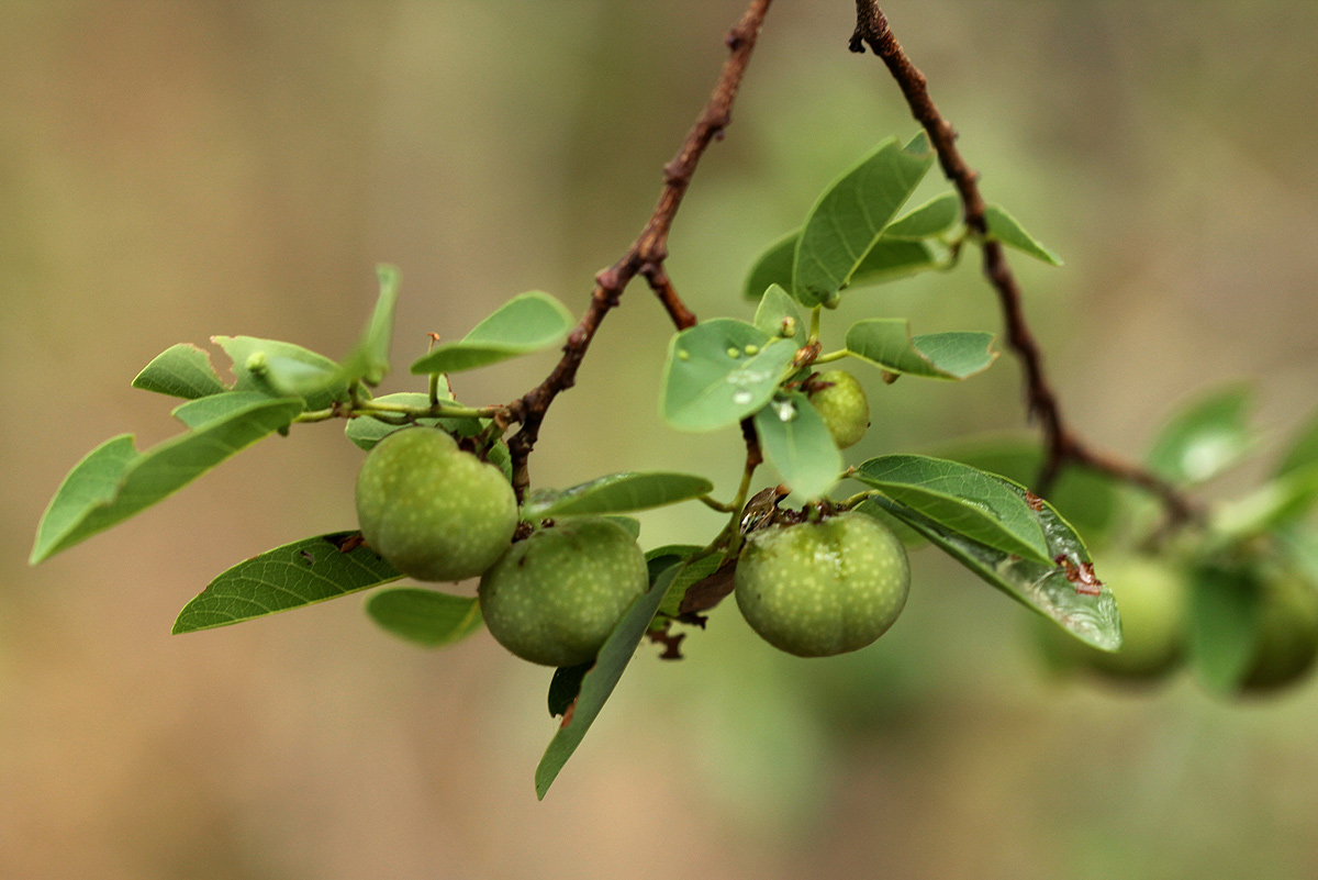 Pseudolachnostylis maprouneifolia