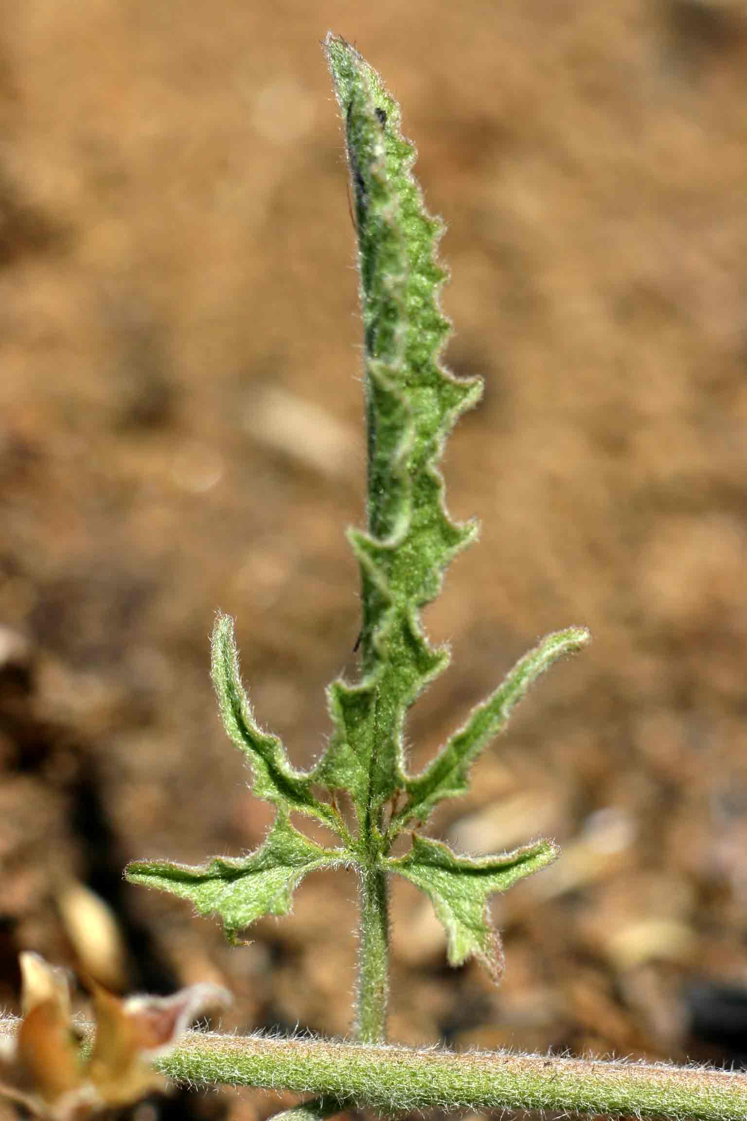 Convolvulus sagittatus