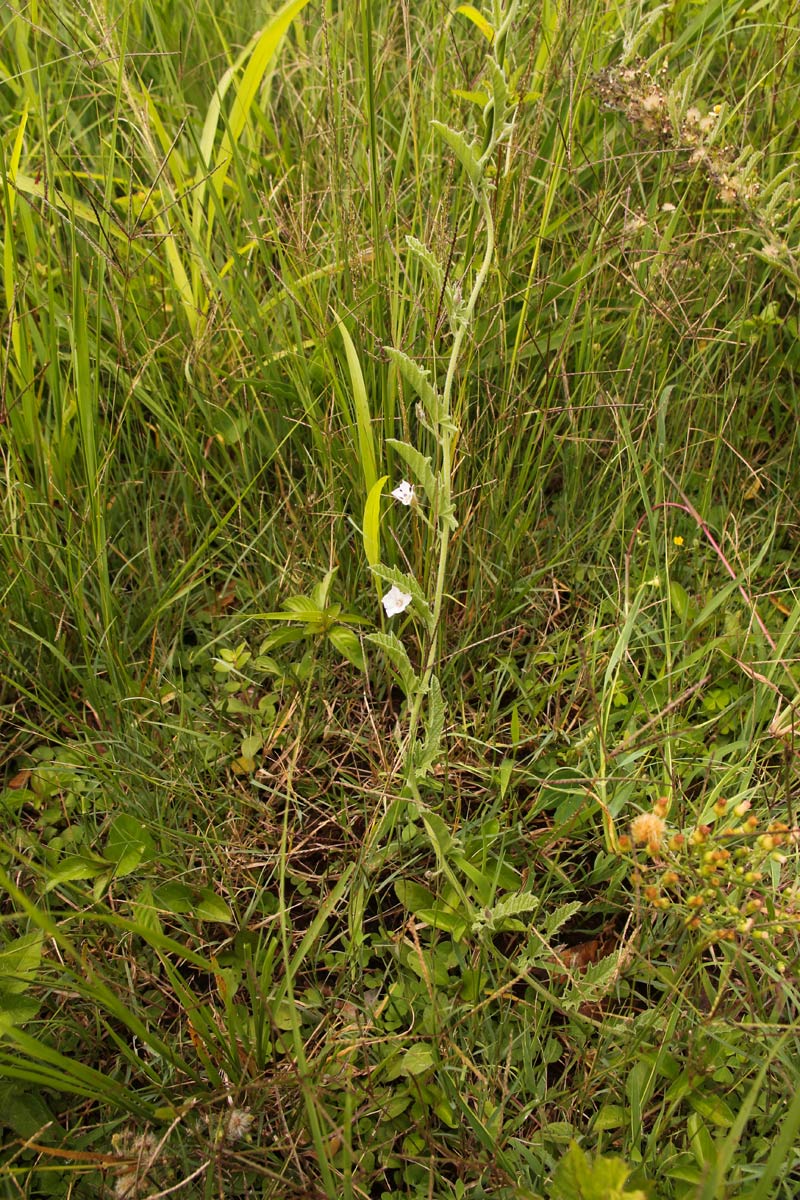 Convolvulus sagittatus