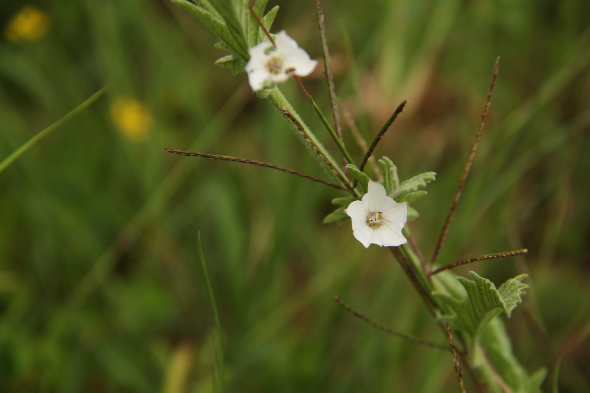 Convolvulus sagittatus