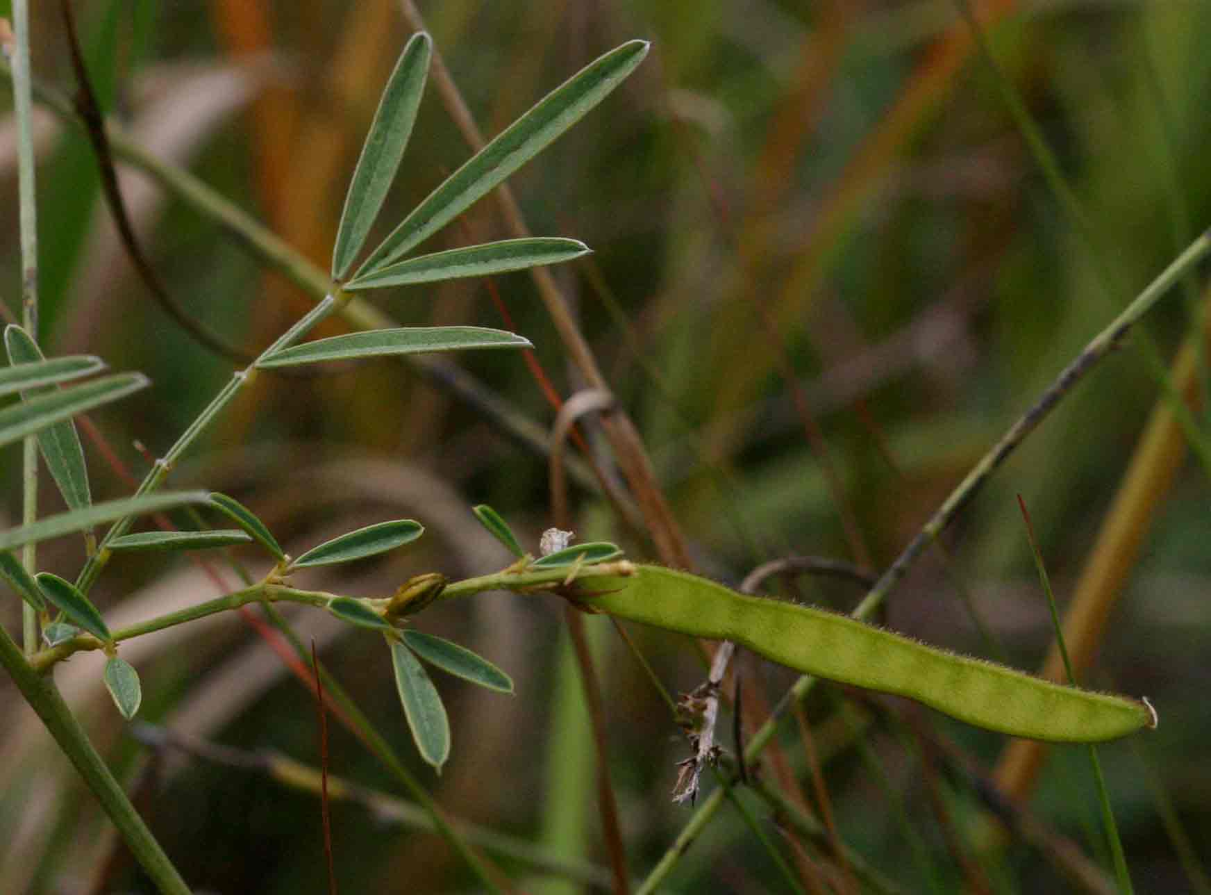 Tephrosia linearis
