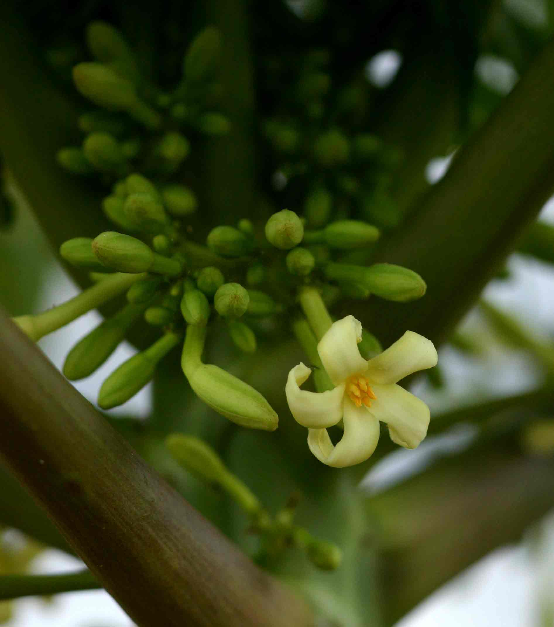 Carica papaya