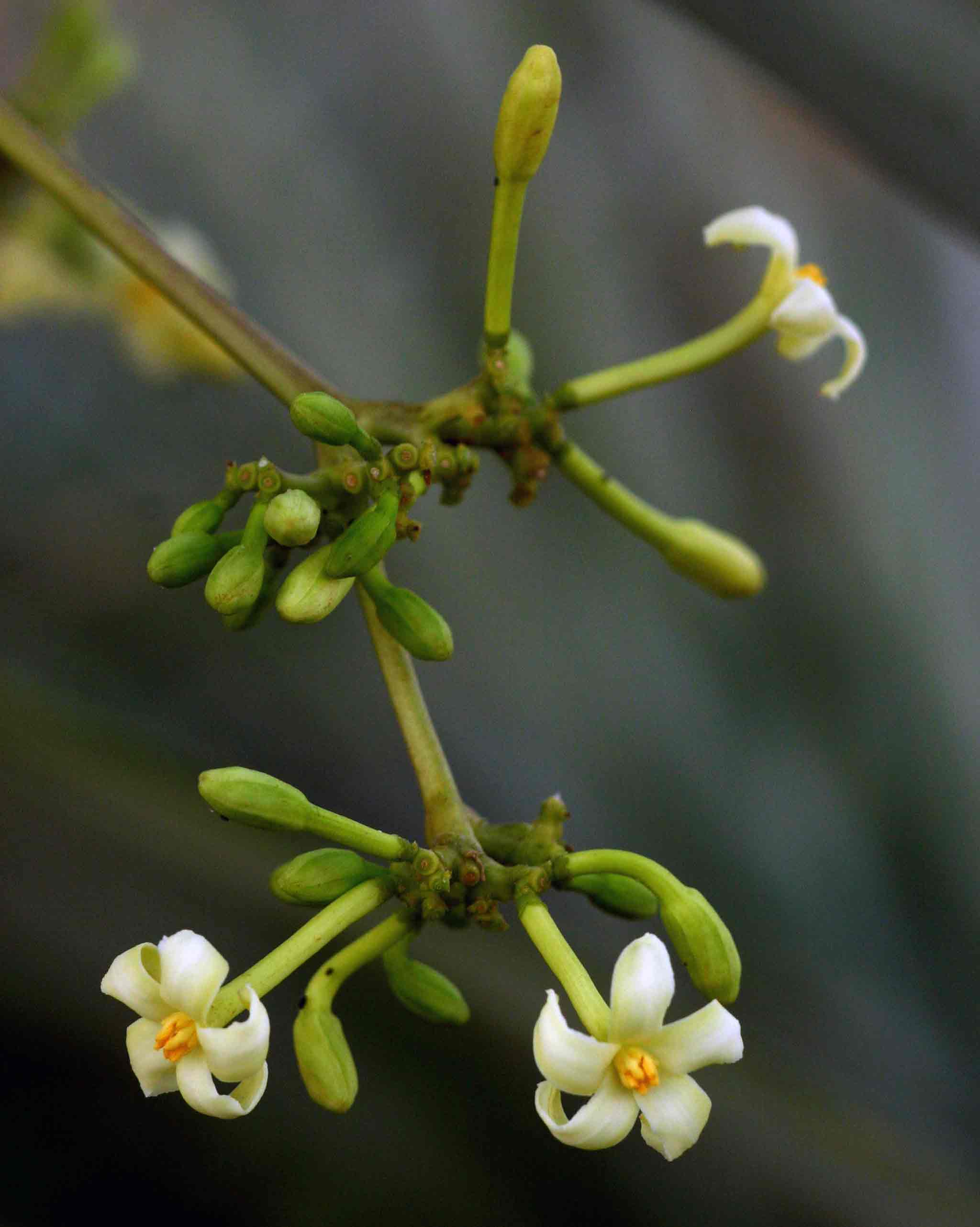Carica papaya Carica papaya