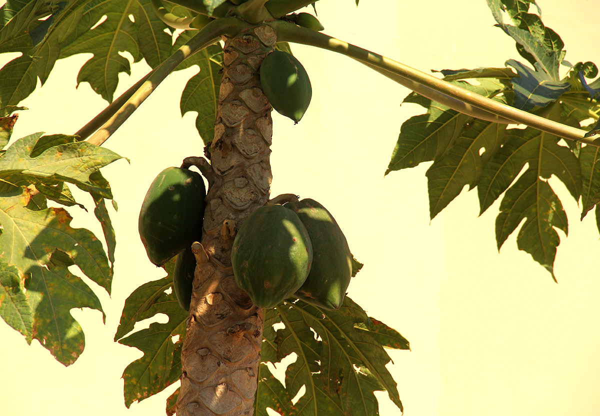 Carica papaya