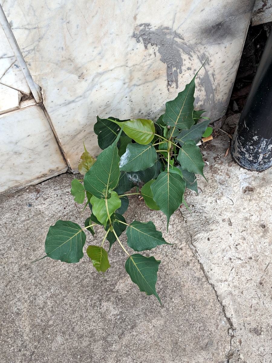 Ficus religiosa