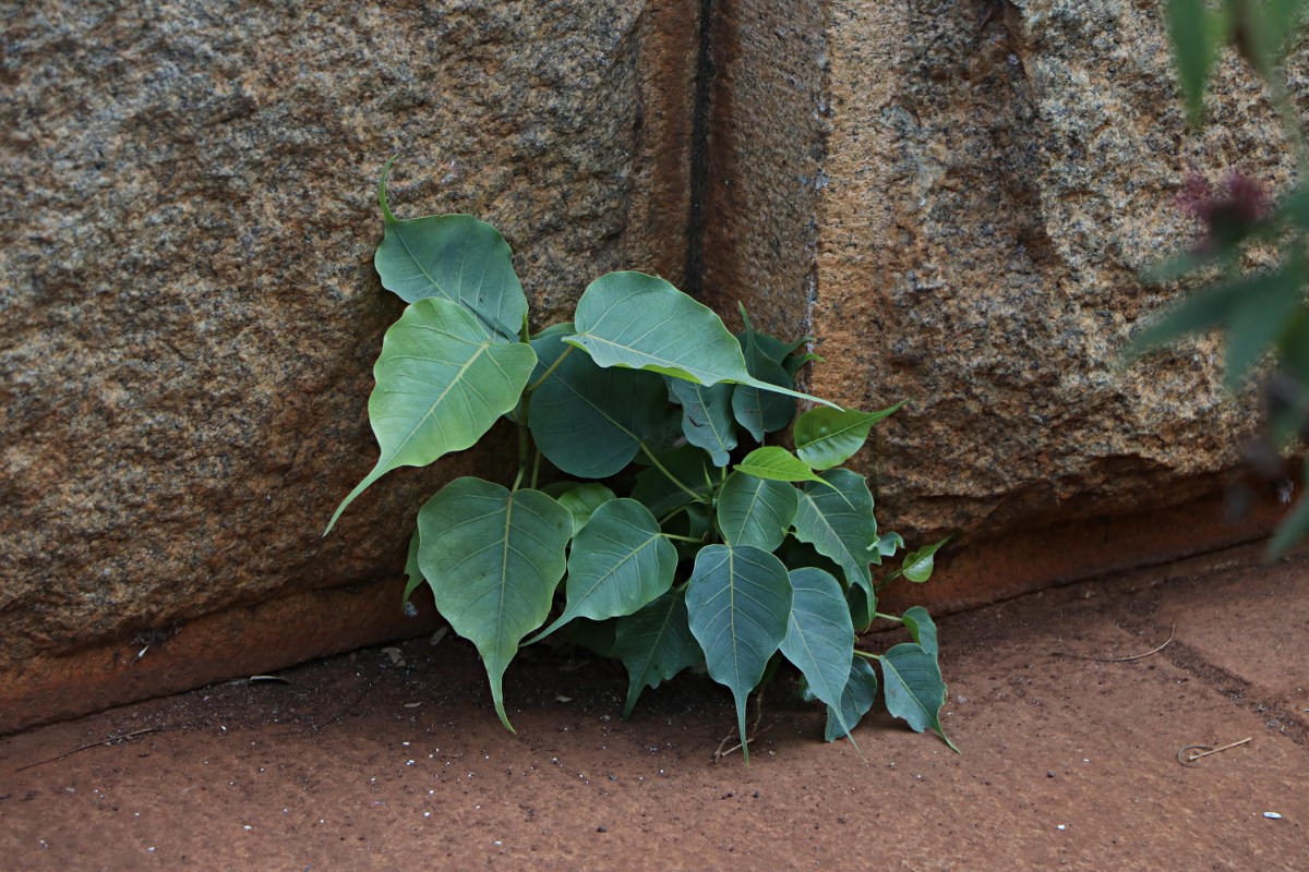 Ficus religiosa
