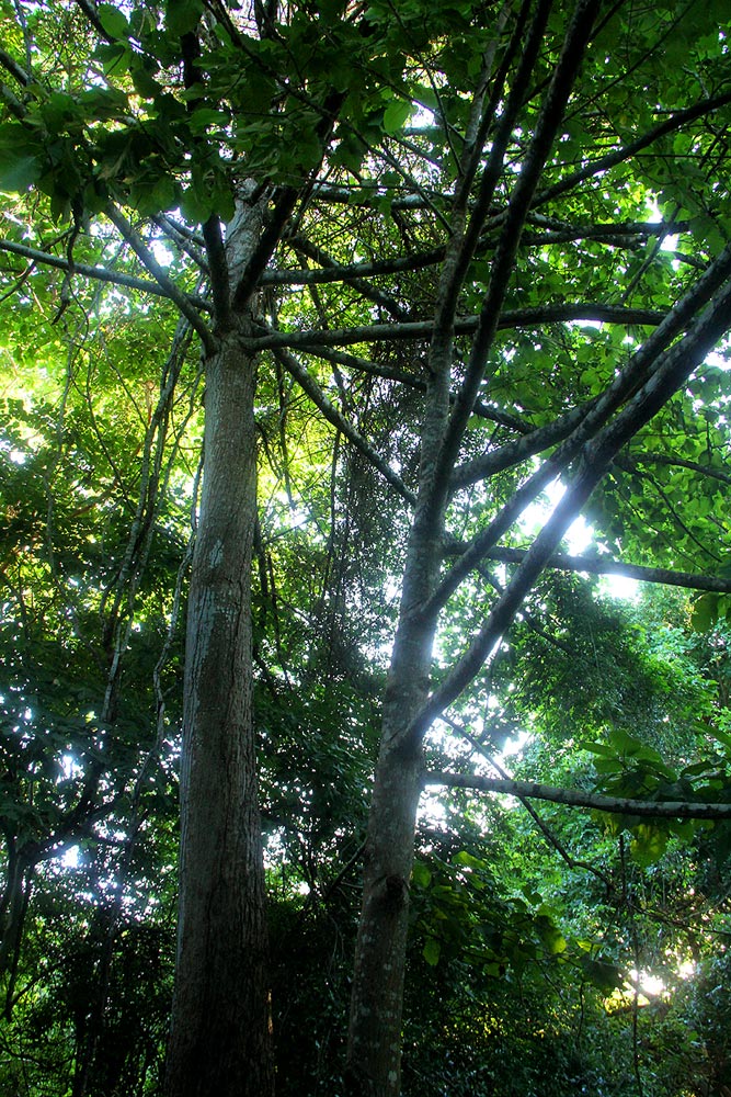 Burttdavya nyasica