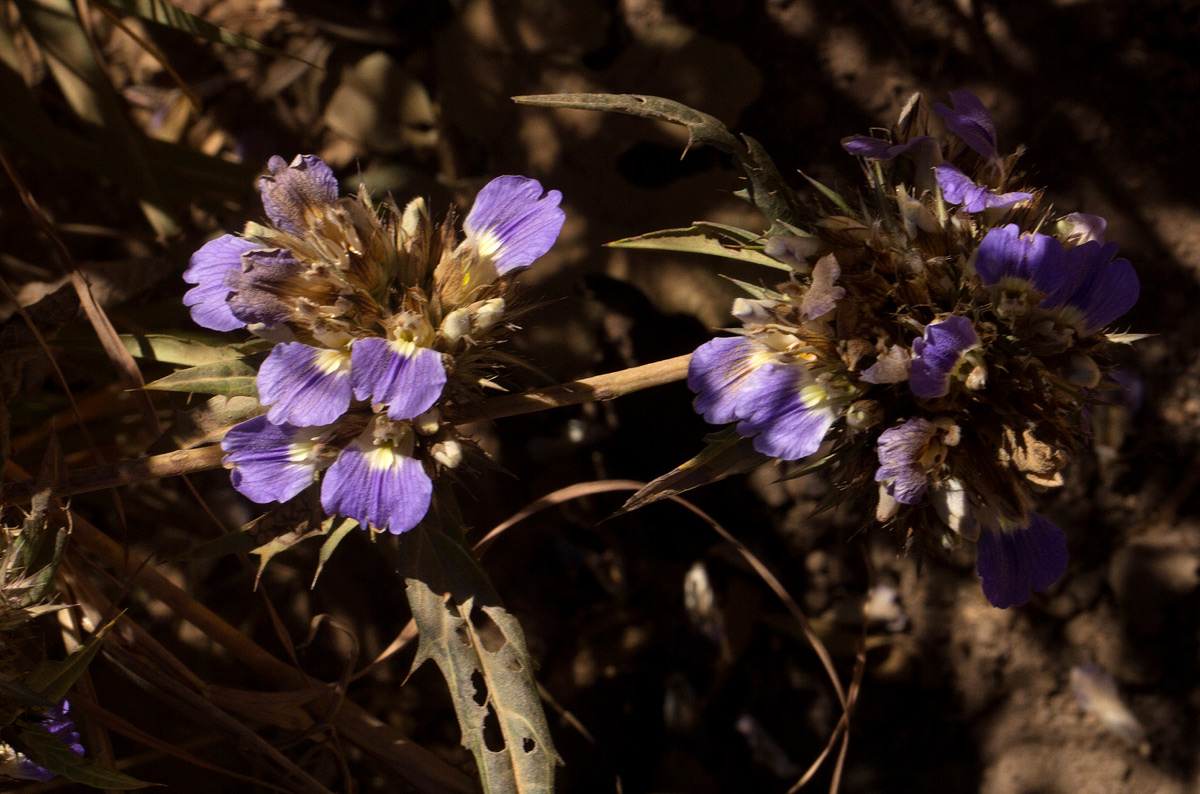 Blepharis grandis