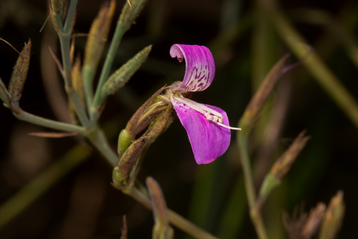 Dicliptera aculeata