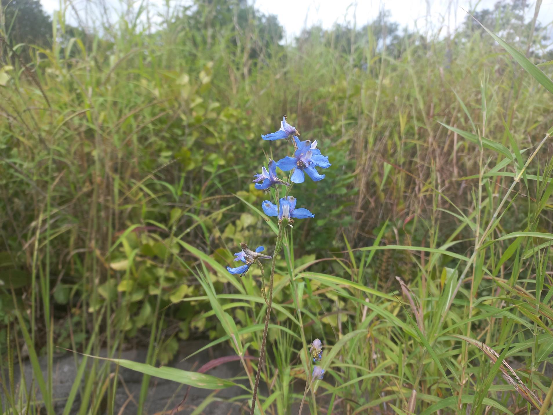 Delphinium dasycaulon