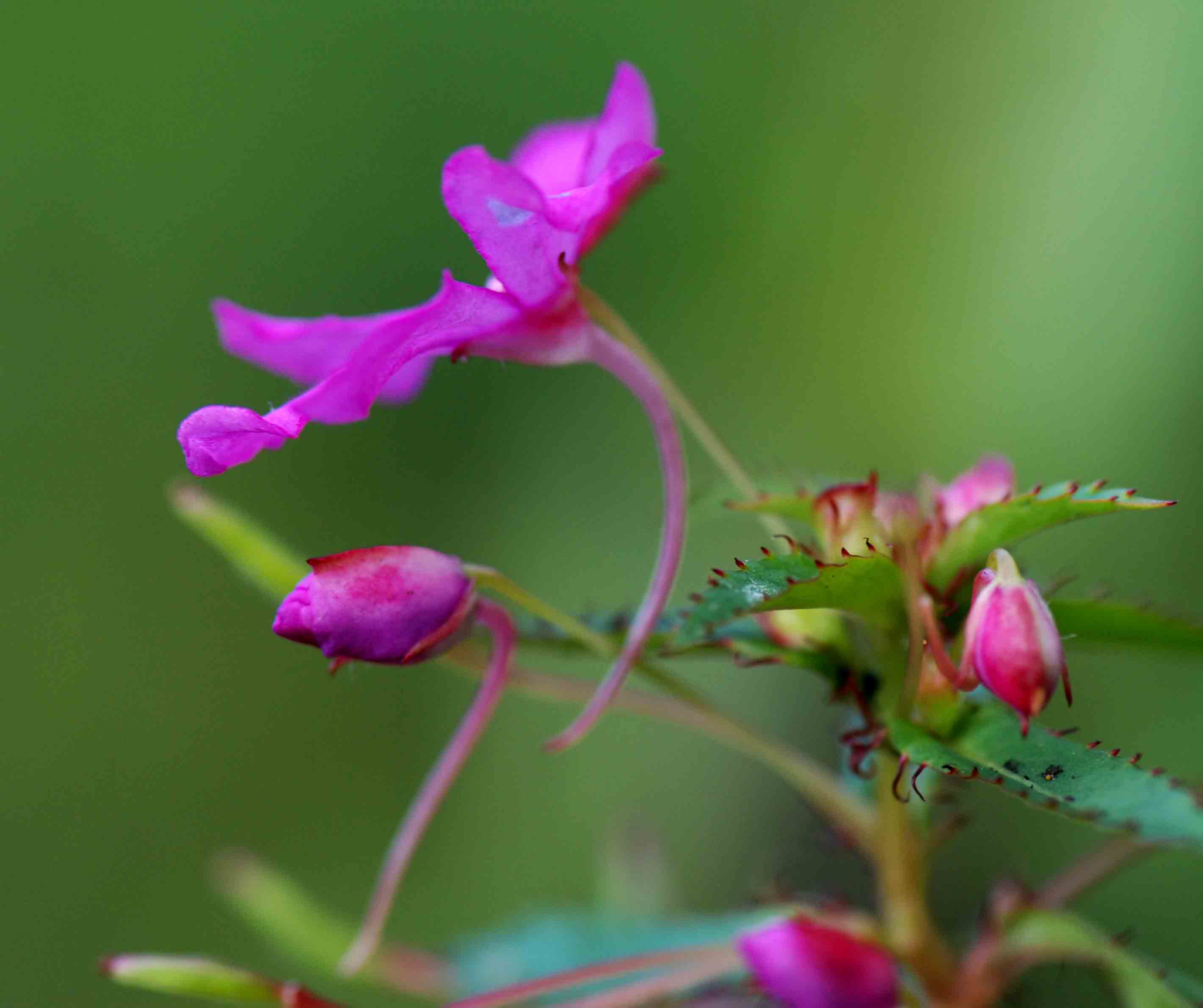 Impatiens oreocallis Impatiens oreocallis