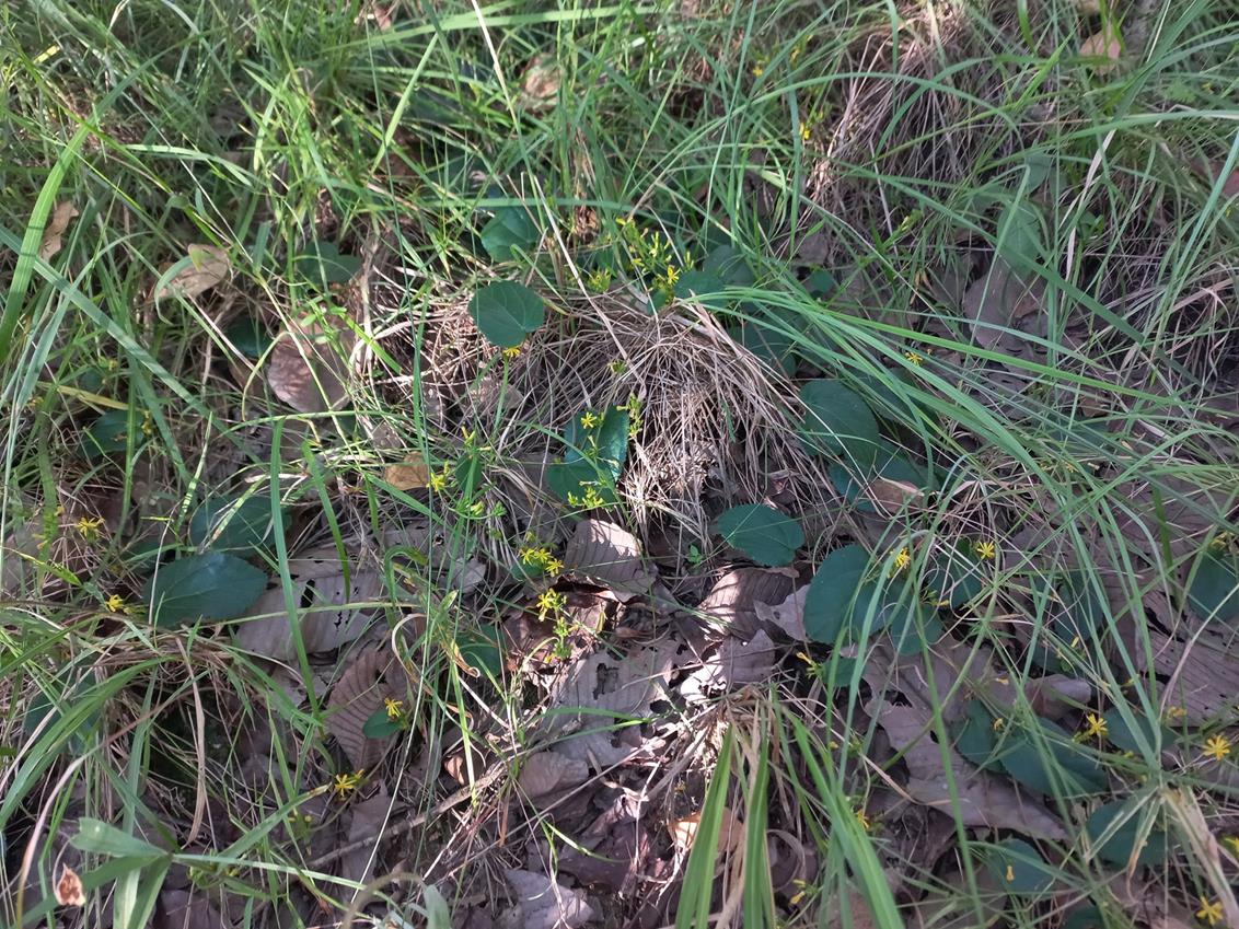 Triumfetta glechomoides