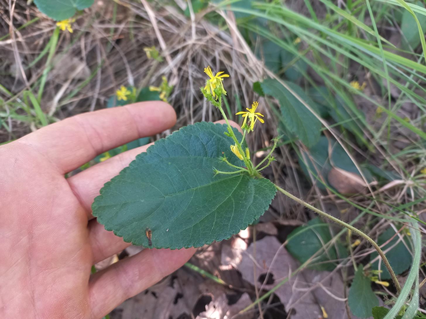 Triumfetta glechomoides