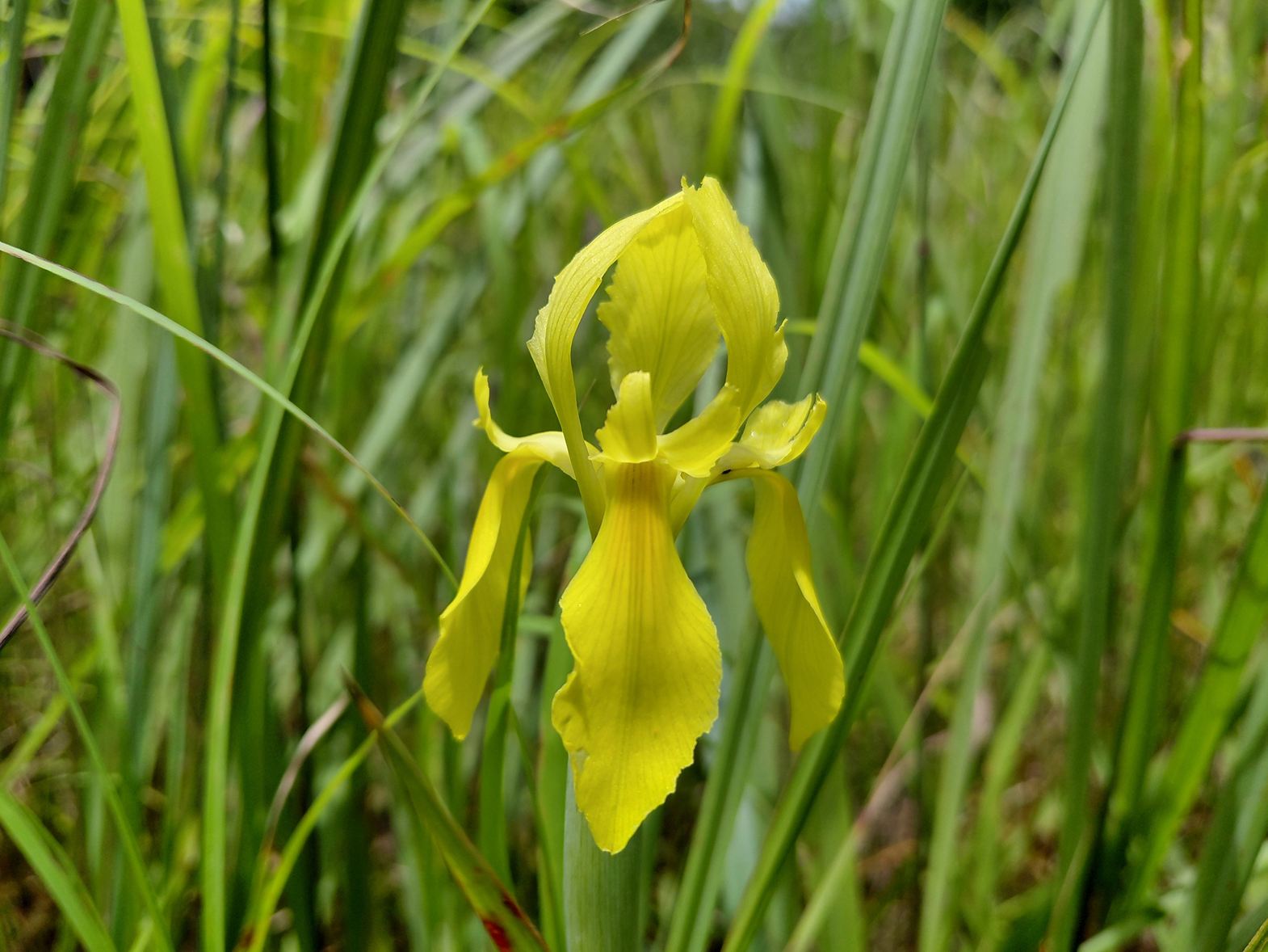 Moraea verdickii Moraea verdickii