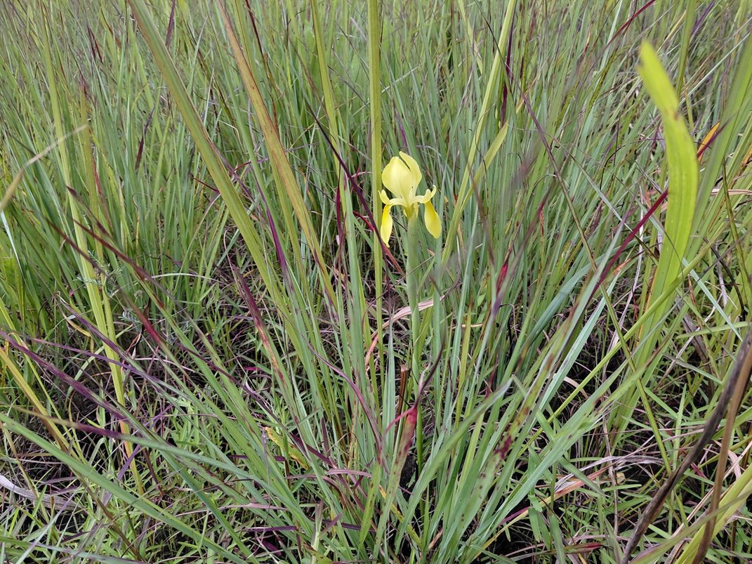 Moraea verdickii Moraea verdickii