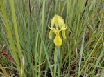 Moraea verdickii