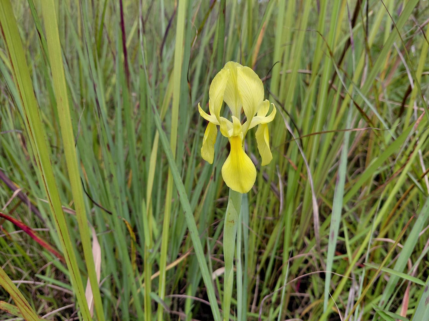 Moraea verdickii Moraea verdickii