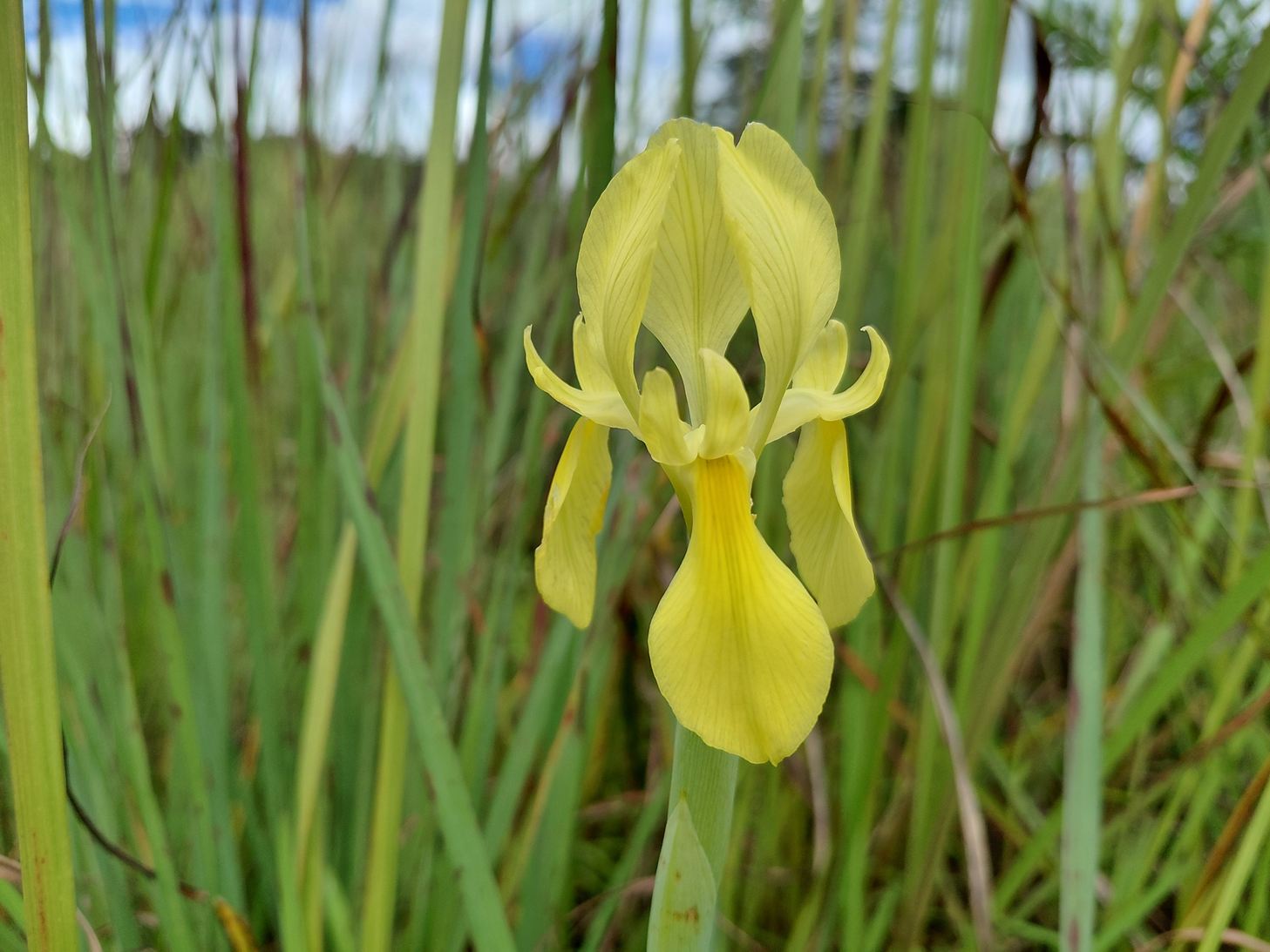 Moraea verdickii Moraea verdickii