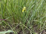 Moraea verdickii