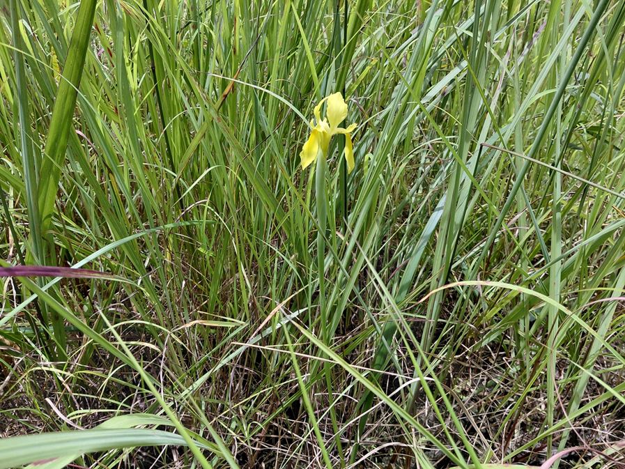 Moraea verdickii Moraea verdickii