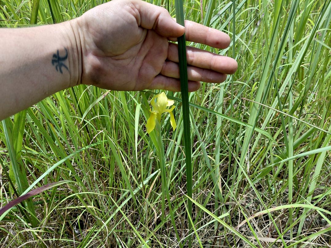 Moraea verdickii Moraea verdickii