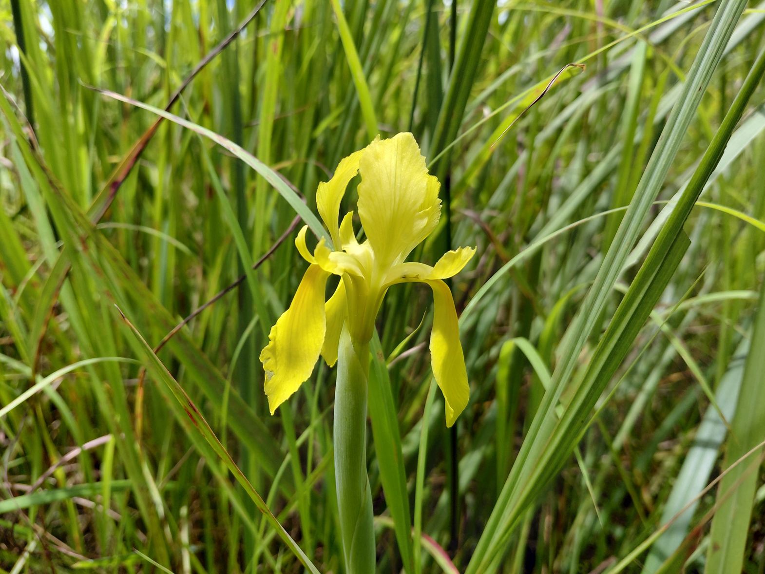 Moraea verdickii Moraea verdickii
