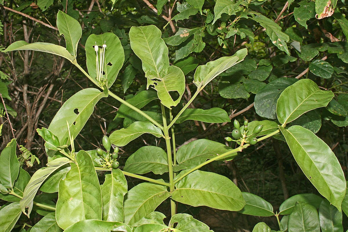 Oxyanthus latifolius