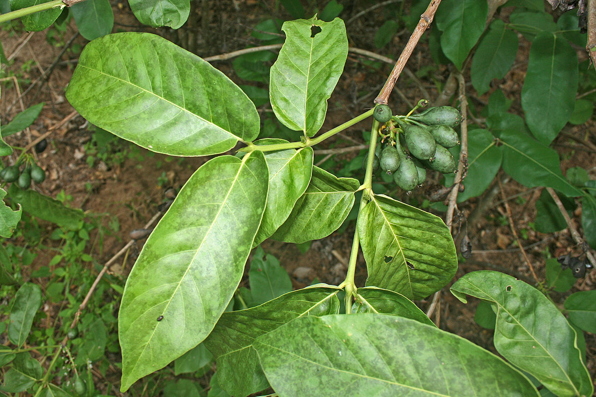 Oxyanthus latifolius Oxyanthus latifolius