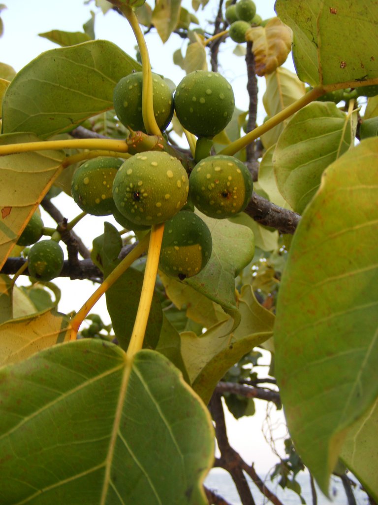 Ficus laurifolia Ficus laurifolia