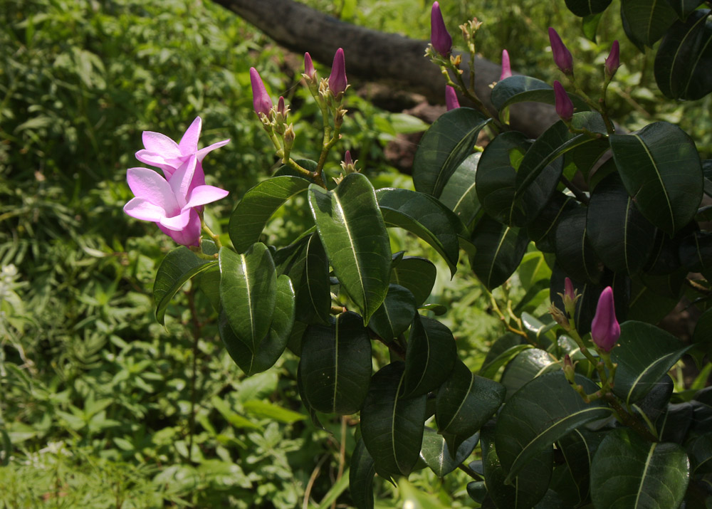 Cryptostegia grandiflora