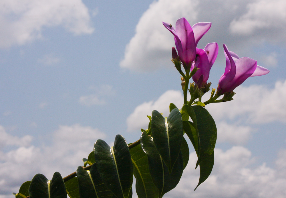 Cryptostegia grandiflora Cryptostegia grandiflora