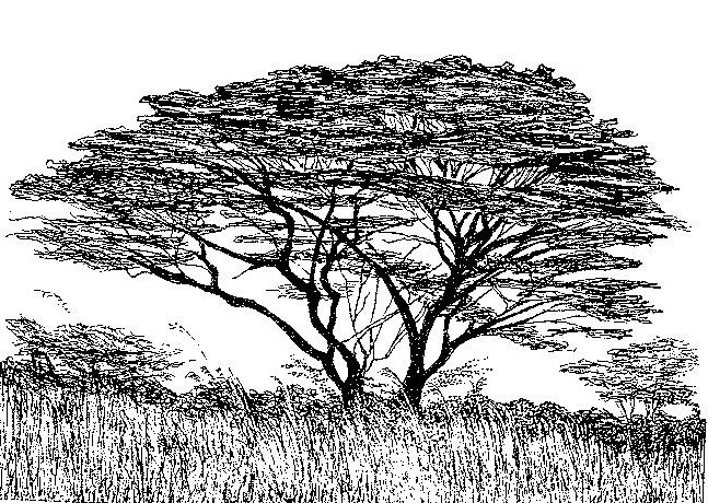 Brachystegia taxifolia Brachystegia taxifolia