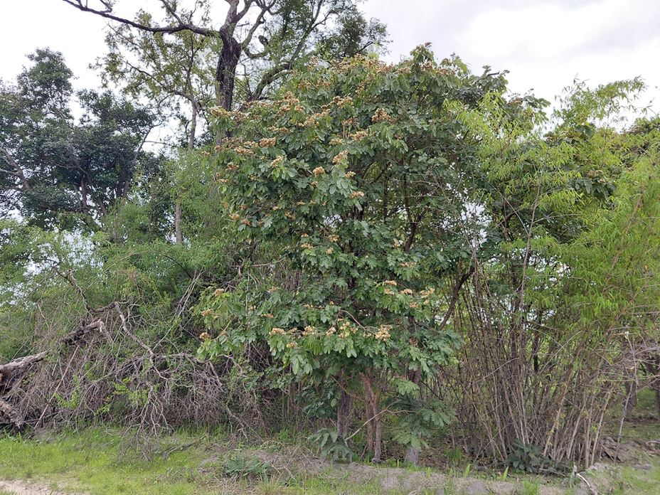 Isoberlinia angolensis var. niembaënsis