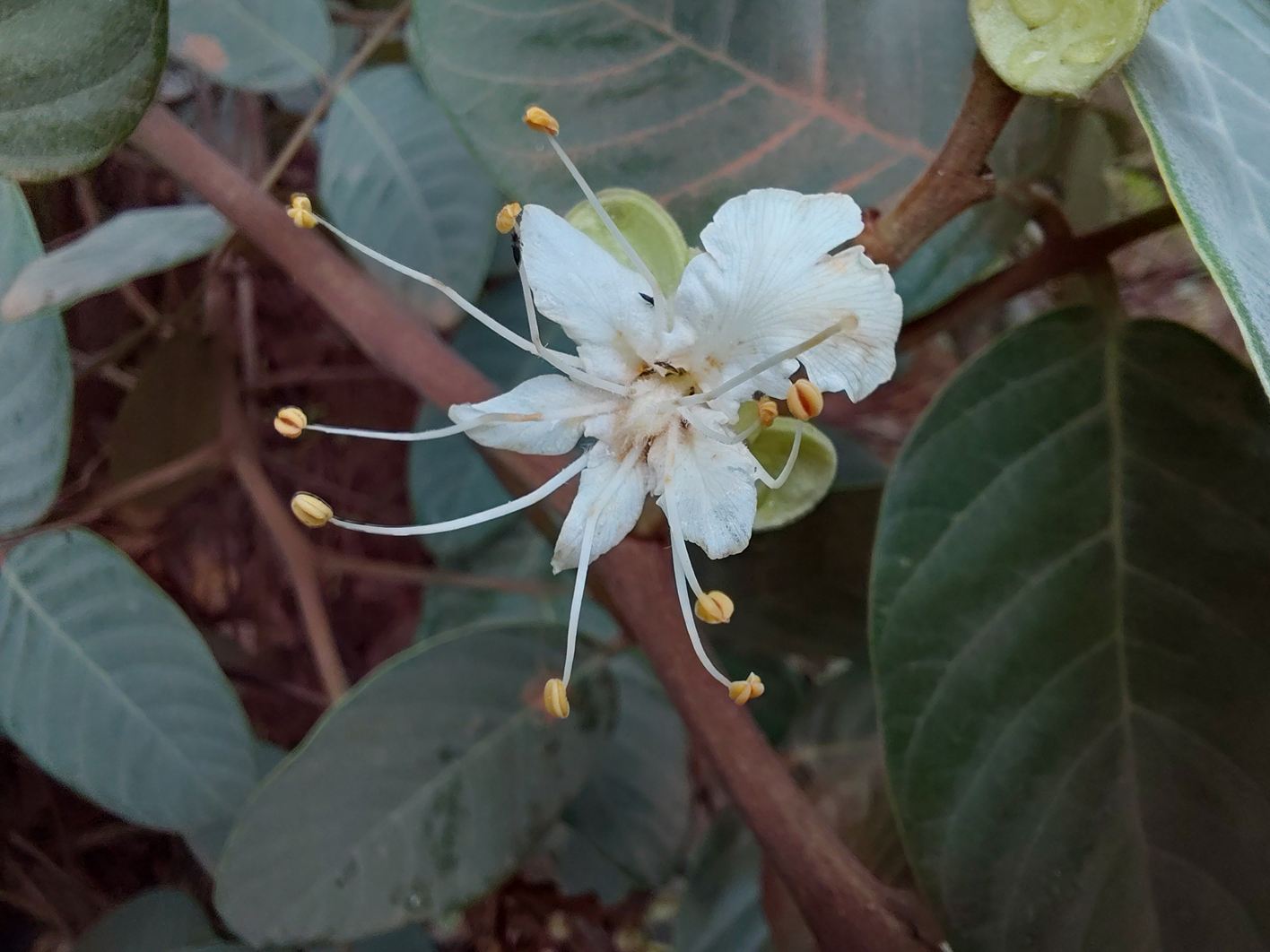 Isoberlinia angolensis var. niembaënsis