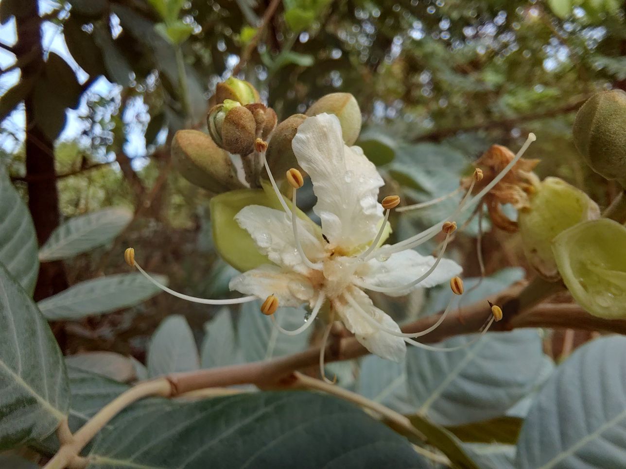 Isoberlinia angolensis var. niembaënsis