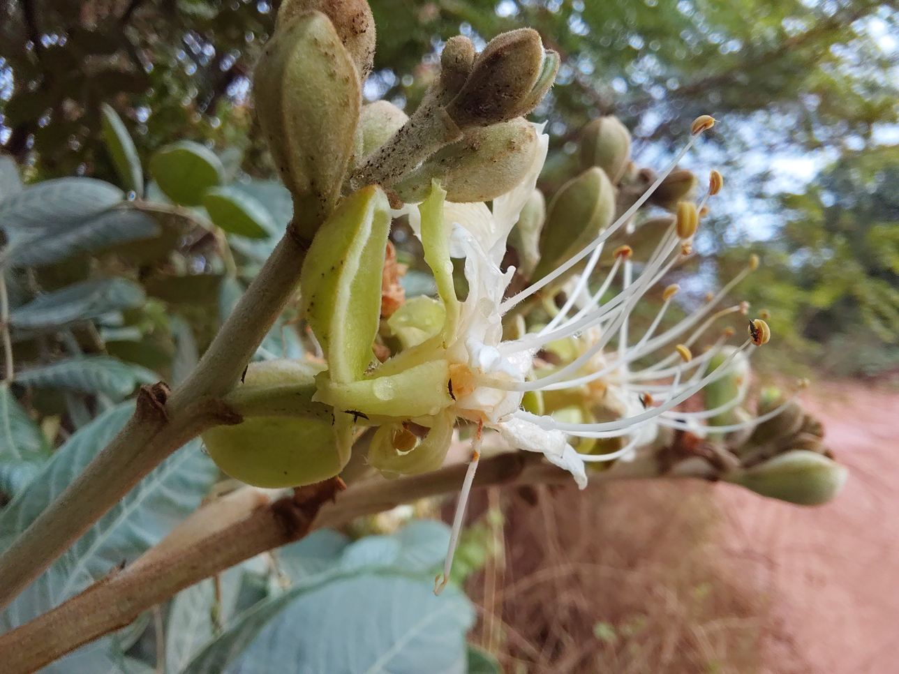 Isoberlinia angolensis var. niembaënsis