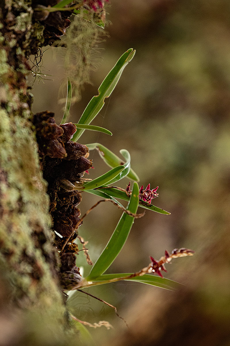 Bulbophyllum rugosibulbum