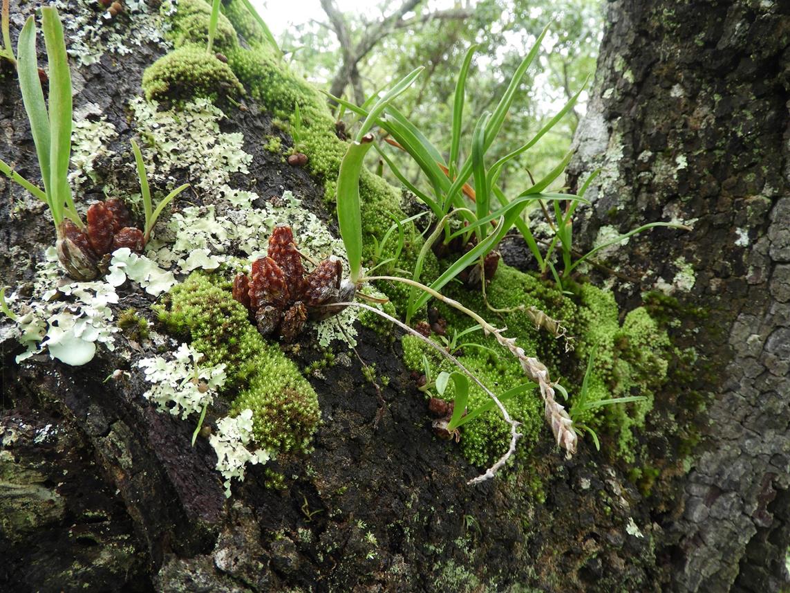 Bulbophyllum rugosibulbum