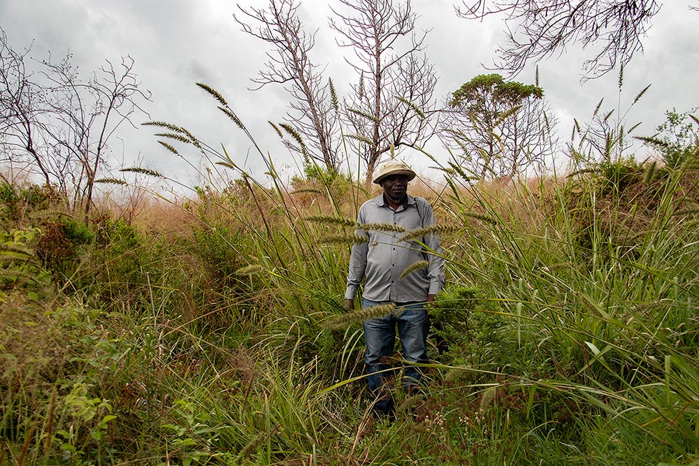 Setaria grandis