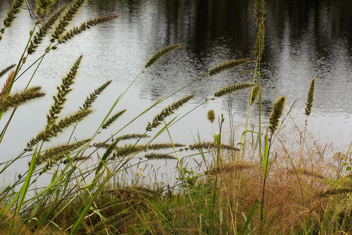 Setaria grandis