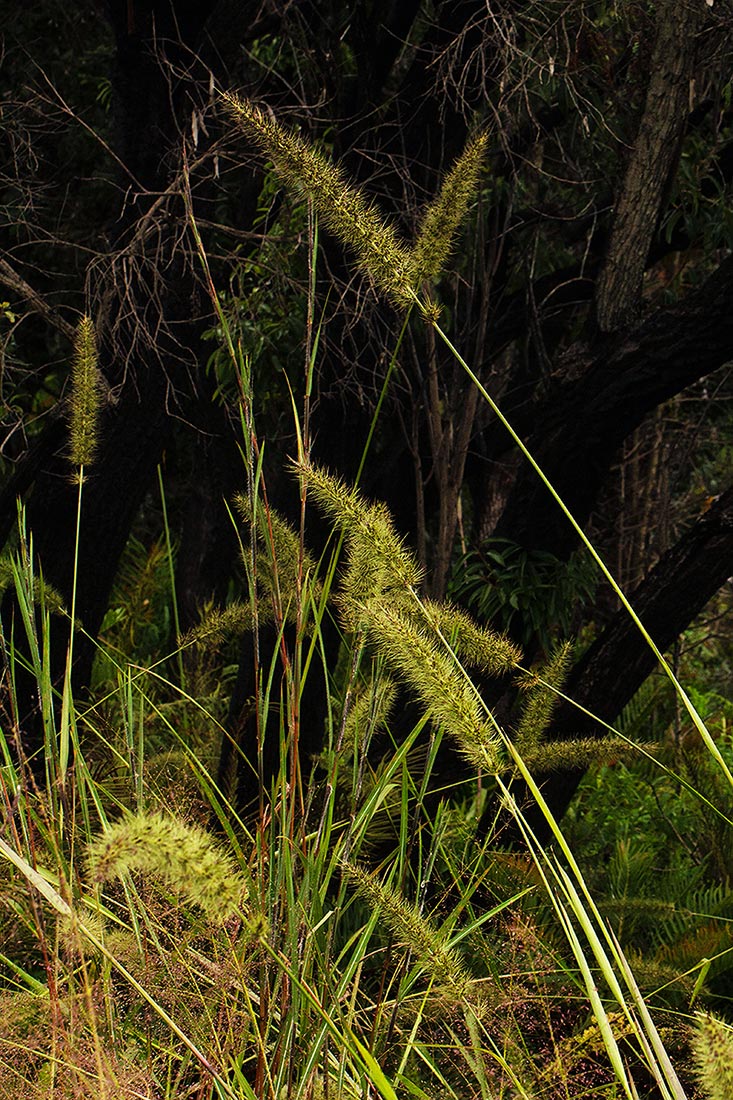 Setaria grandis