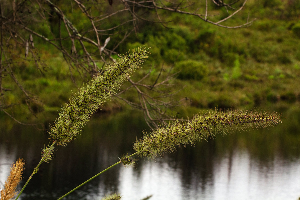 Setaria grandis