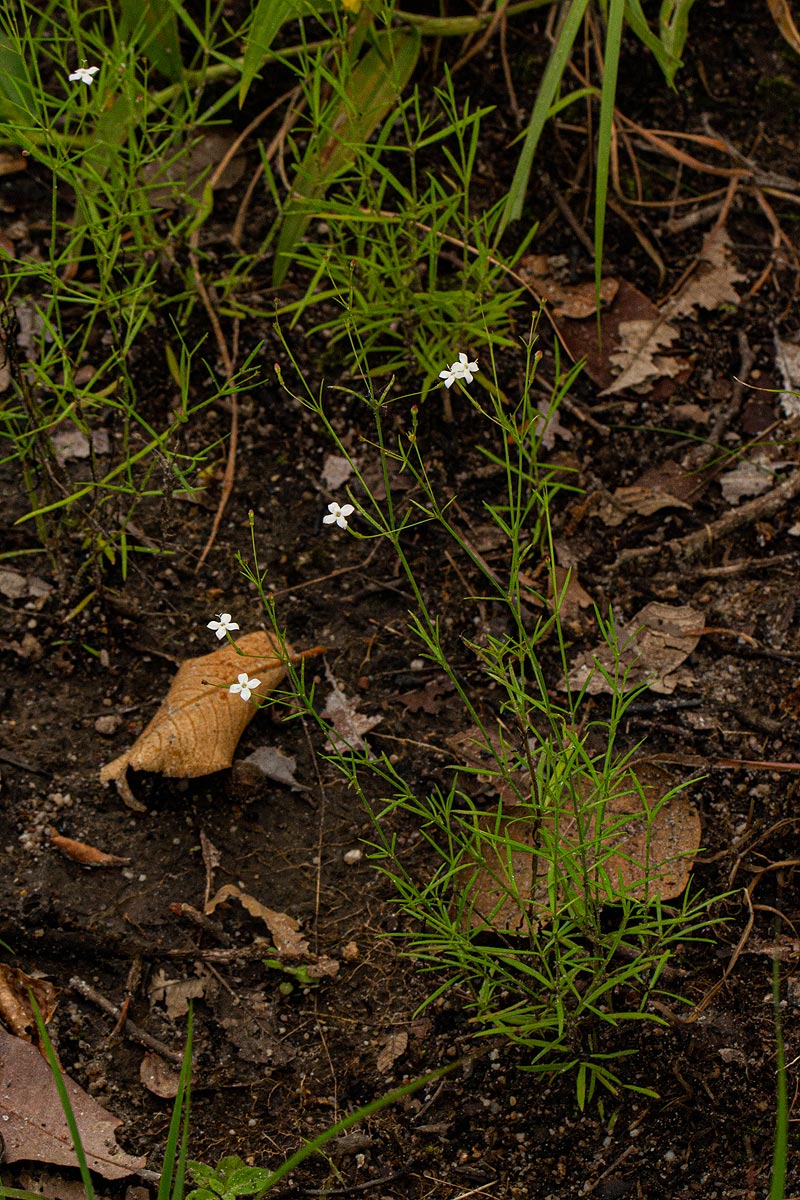 Kohautia confusa