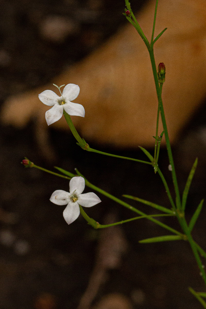 Kohautia confusa