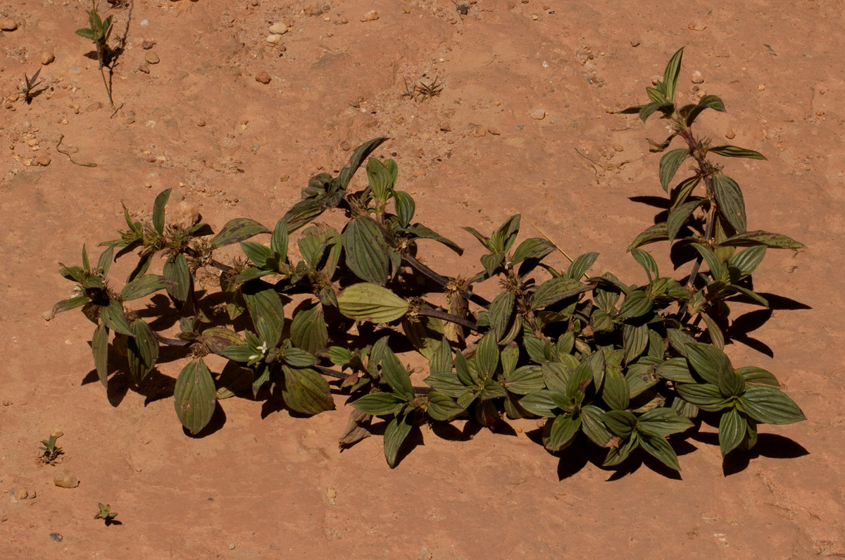 Spermacoce princeae var. princeae