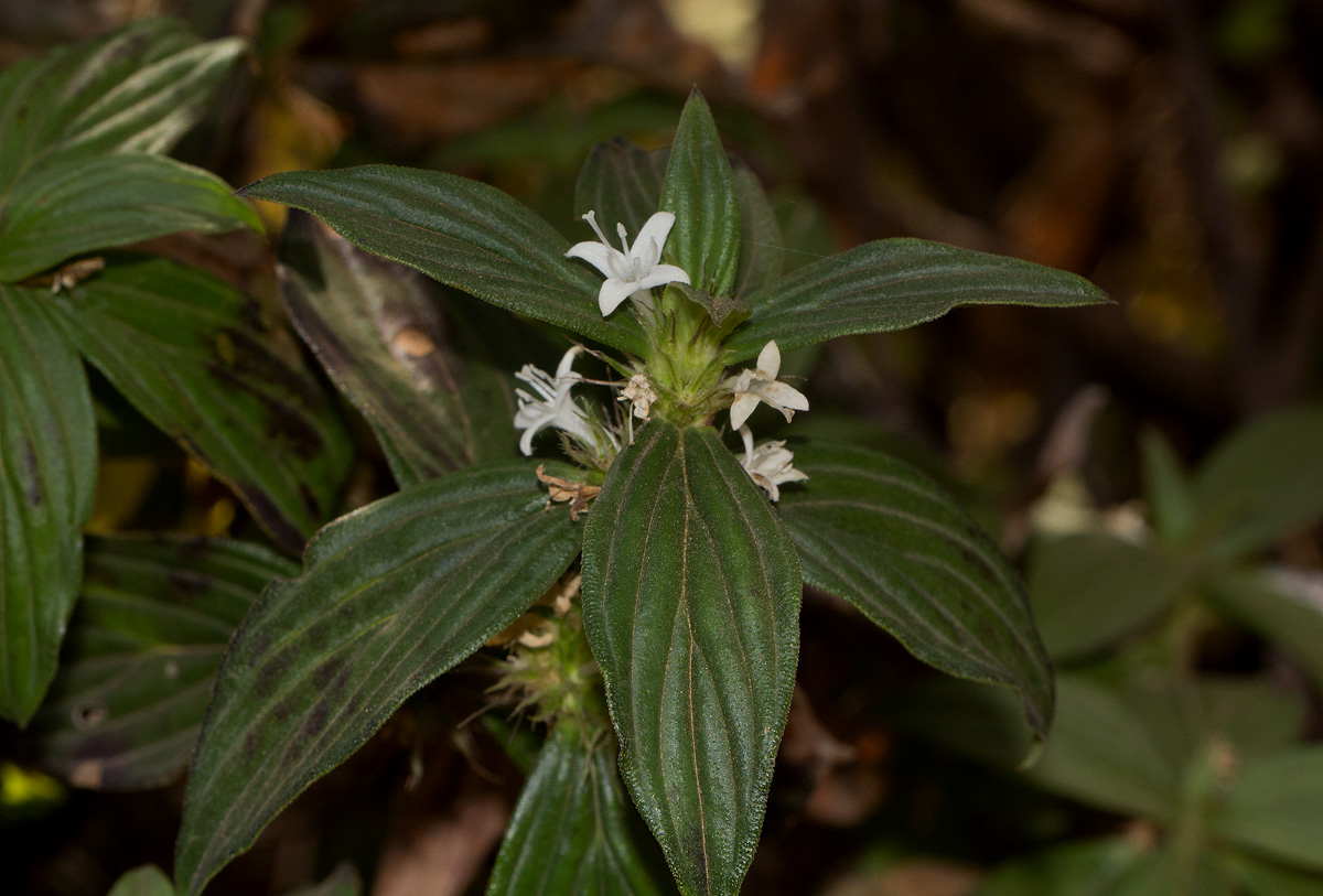 Spermacoce princeae var. princeae