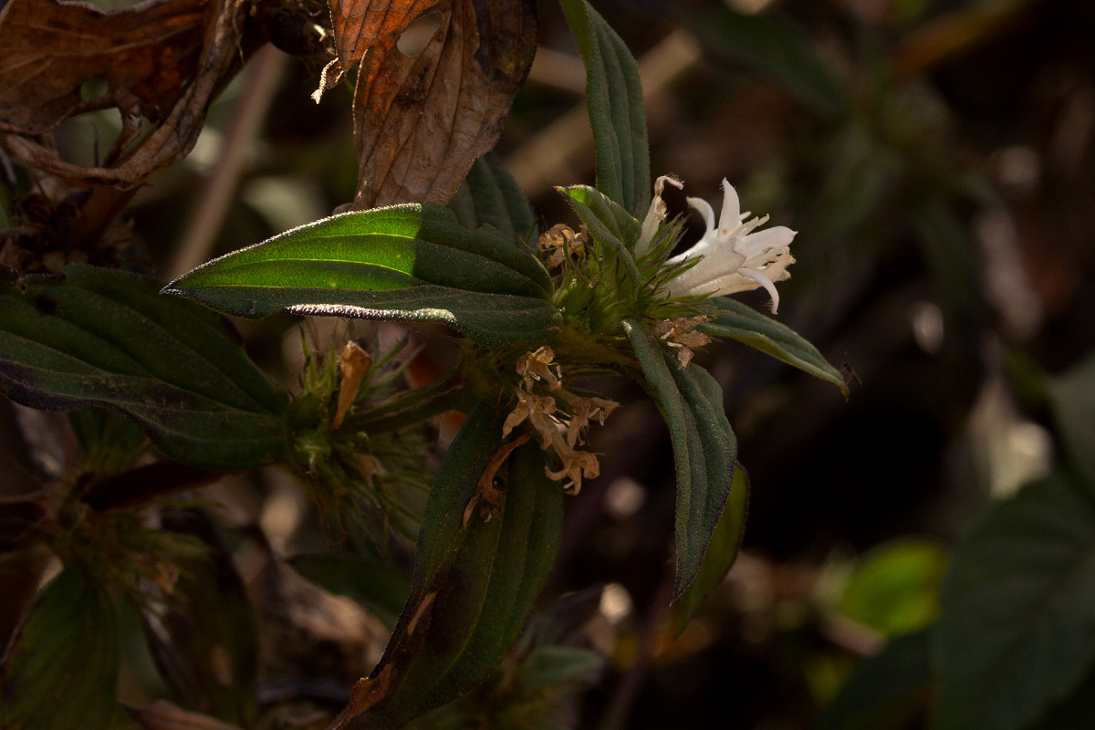 Spermacoce princeae var. princeae