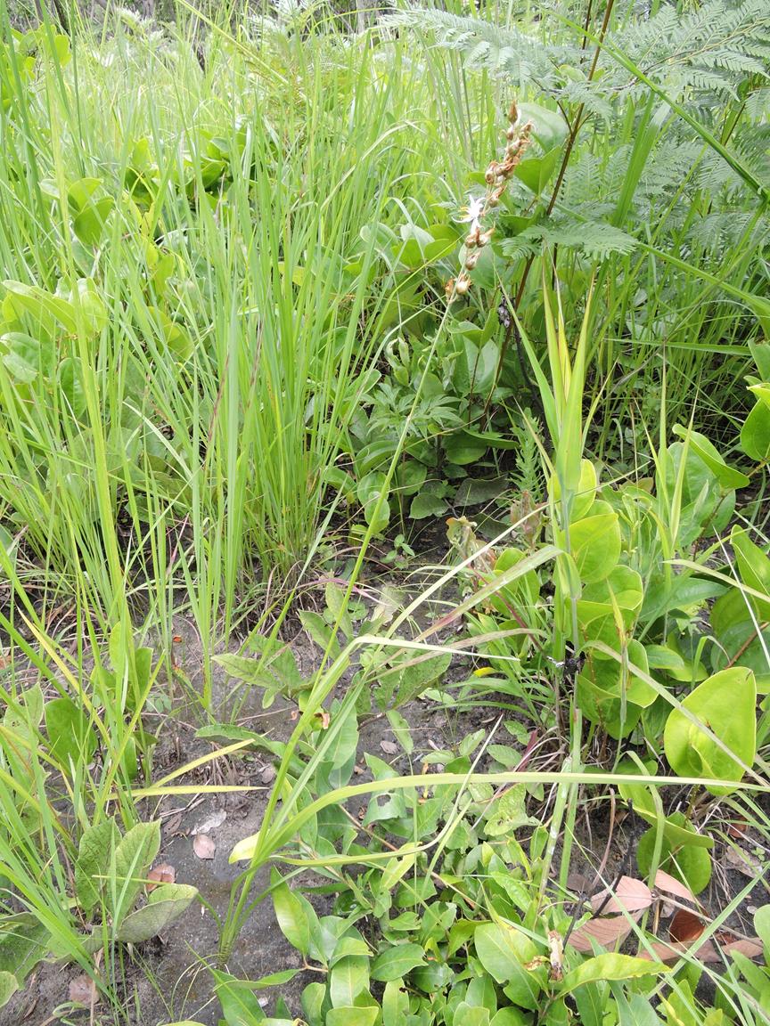 Chlorophytum affine var. affine