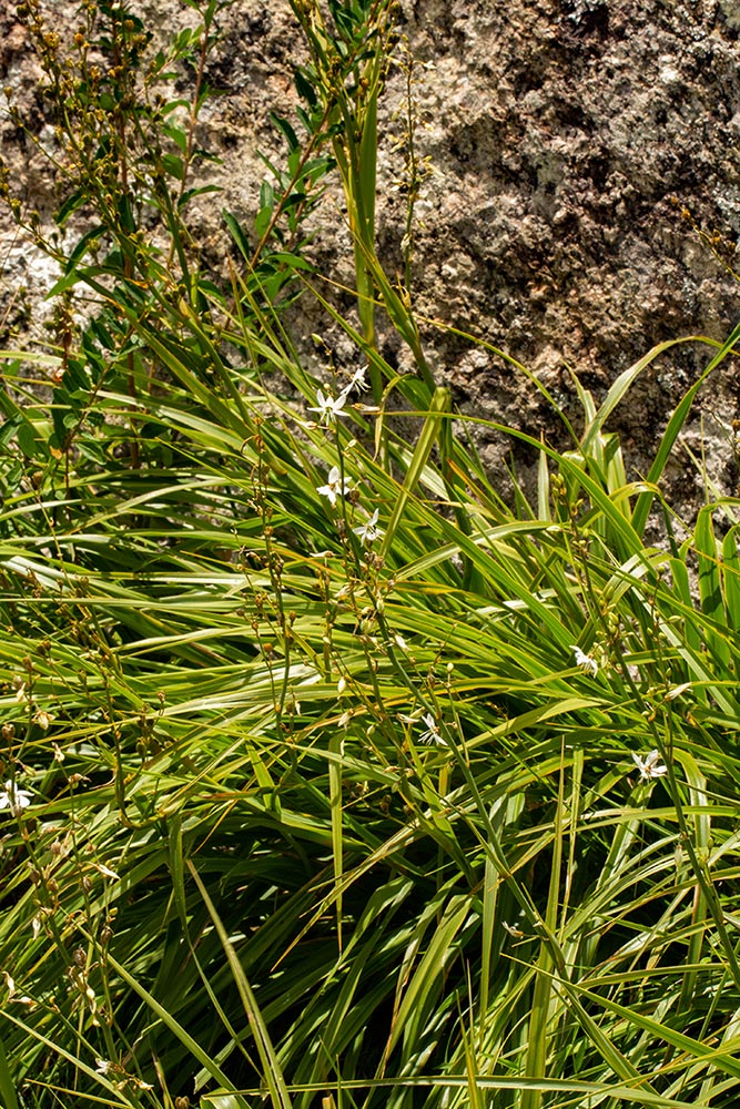 Chlorophytum nyasae